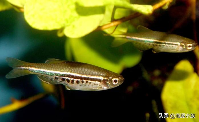 什么鱼适合新手来养呢？我来为你一一道来