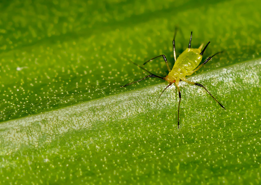 蛴螬虫害防治方法噻唑磷,毒死蜱防治蛴螬用多少倍