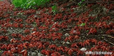 密集恐惧症心理分析,密集恐惧症并不可怕