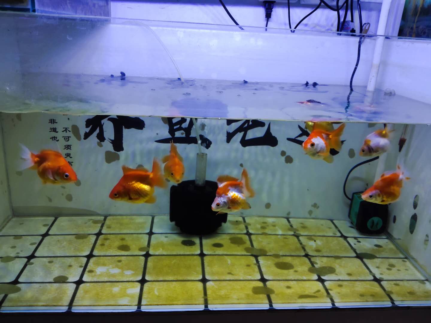 鱼缸里有气泡到底好不好,鱼缸里气泡多正常吗