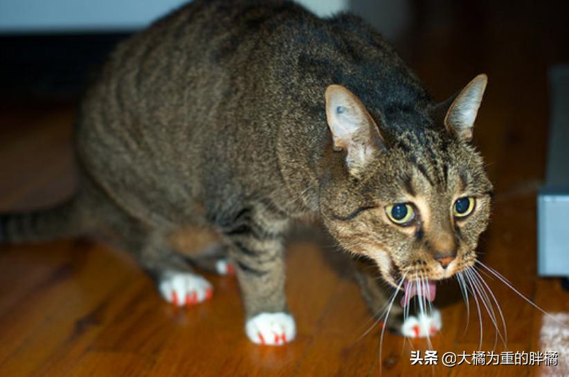 猫咪时不时吞口水怎么回事,猫咪总是咽口水是什么原因
