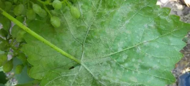 搴撳瓨鐭跨墿娌瑰鑽晥鏈夊奖鍝嶅悧,鐭跨墿娌硅嵂鏁堟彁鍗囩櫨鍒嗕箣澶氬皯