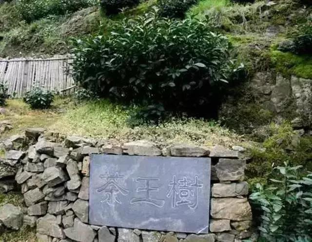 十大名茶排名前十名的酒,中国八大名酒十大名茶