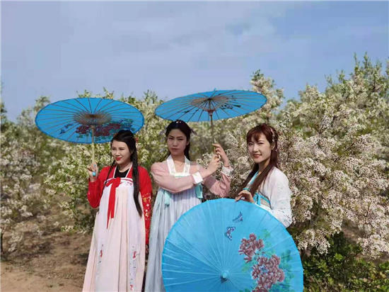 邱县第五届文冠果花节,邱县文冠花节掠影