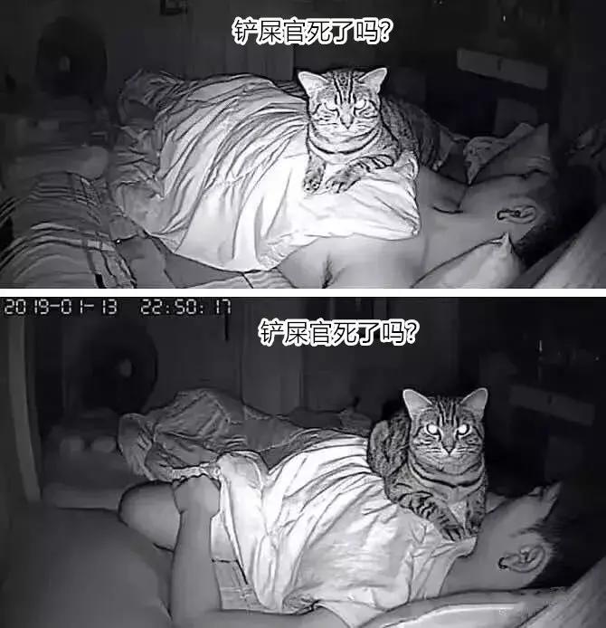 养了九年的猫突然对我有攻击性,养了两年的猫对我特别防备