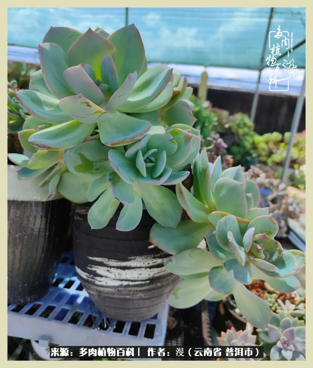 深情不及久伴,厚爱无需多言,择一“爱”,护一生