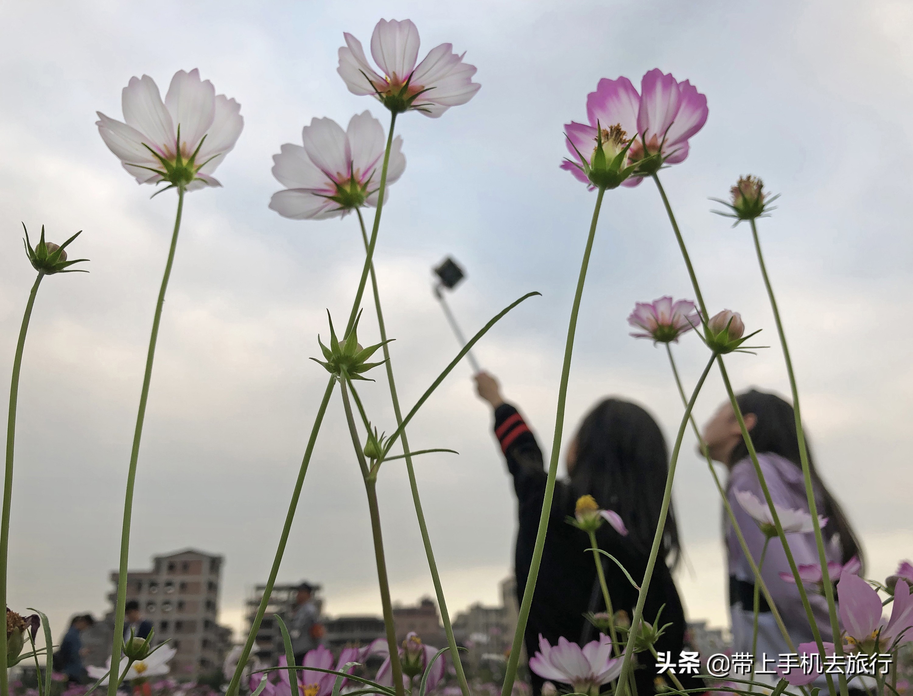 手机作品精准投稿16窍门