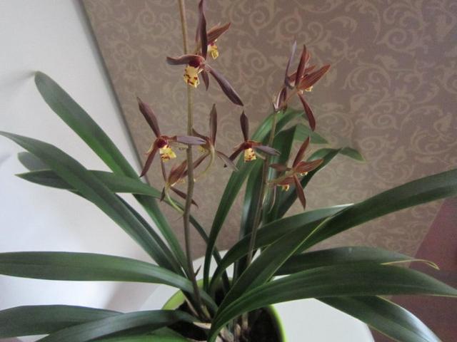 墨兰叶子尖发黄怎么补救,墨兰叶子发黄快速补救方法