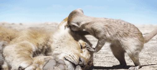 狮子王到底返不返场,狮子王口碑