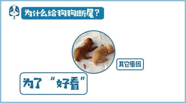 为什么狗狗没尾巴,为什么狗狗会断尾