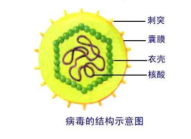 肺炎细菌感染用什么抗生素最好,新冠肺部感染后抗生素选择