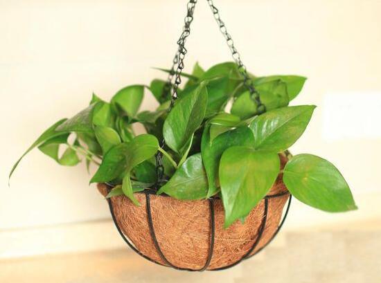 绿萝怎么修剪视频教程,绿萝怎么修剪叶子