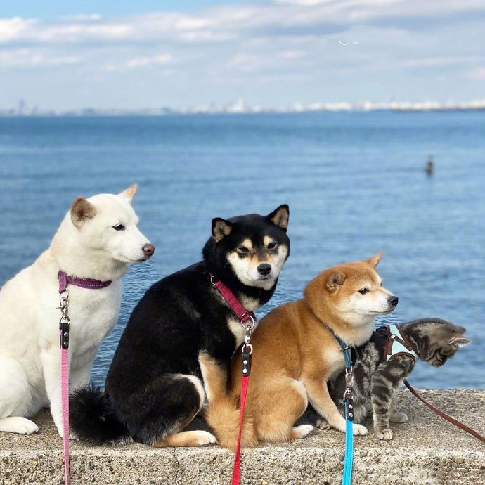 女子买了一只猫咪,和3只狗狗放在一起养,竟发现它逐渐狗化了