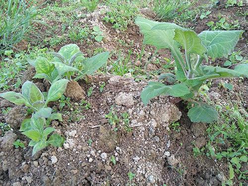 雪莲果种植技术及视频,雪莲果种植技术和种植条件