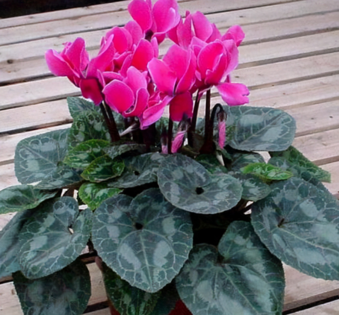 养花的小窍门是什么呢,养花只需要一招