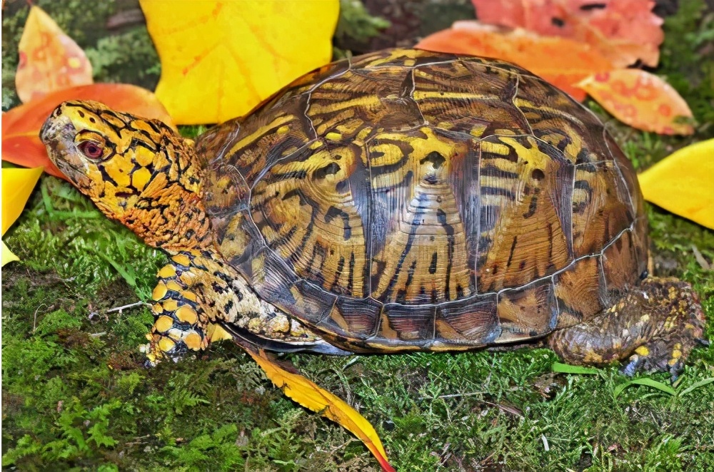 你知道乌龟为什么能活这么久吗,乌龟不用吃东西它也能活下来吗