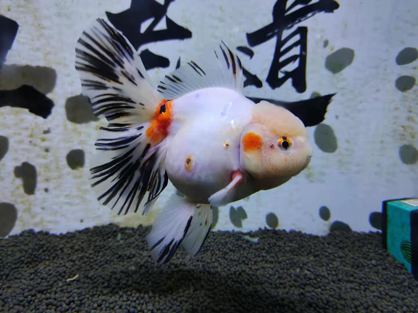 观赏鱼的消炎药有哪些,观赏鱼消炎药