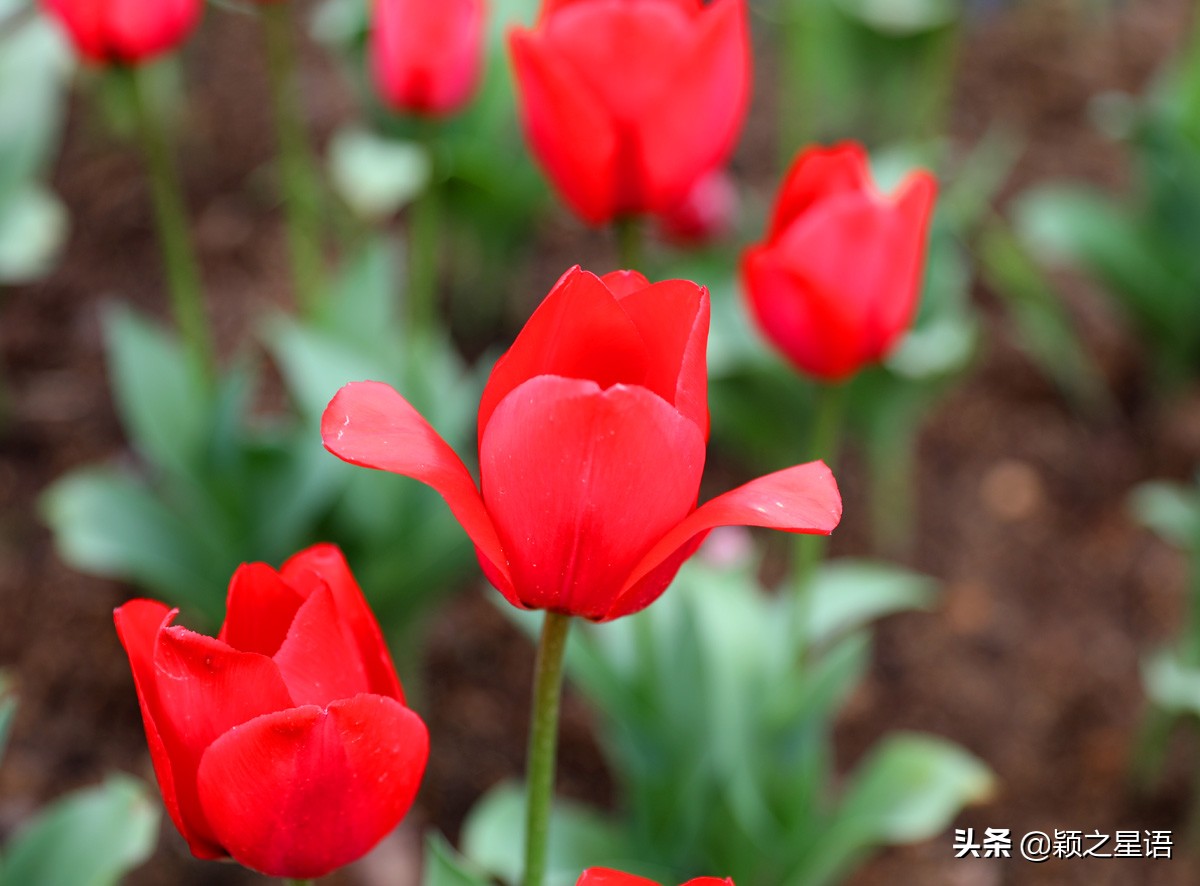 宁波最大的郁金香基地,宁波郁金香在什么地方
