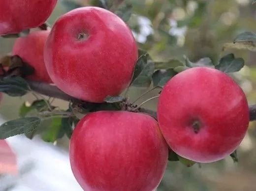 中国最新选育苹果品种,9个品种苹果