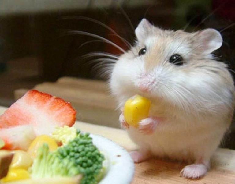 家里仓鼠生宝宝太多怎么办,家里仓鼠生宝宝了怎么办