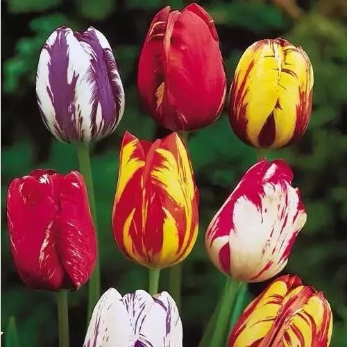 世界十大漂亮名贵花卉,植物研究世界名贵花卉