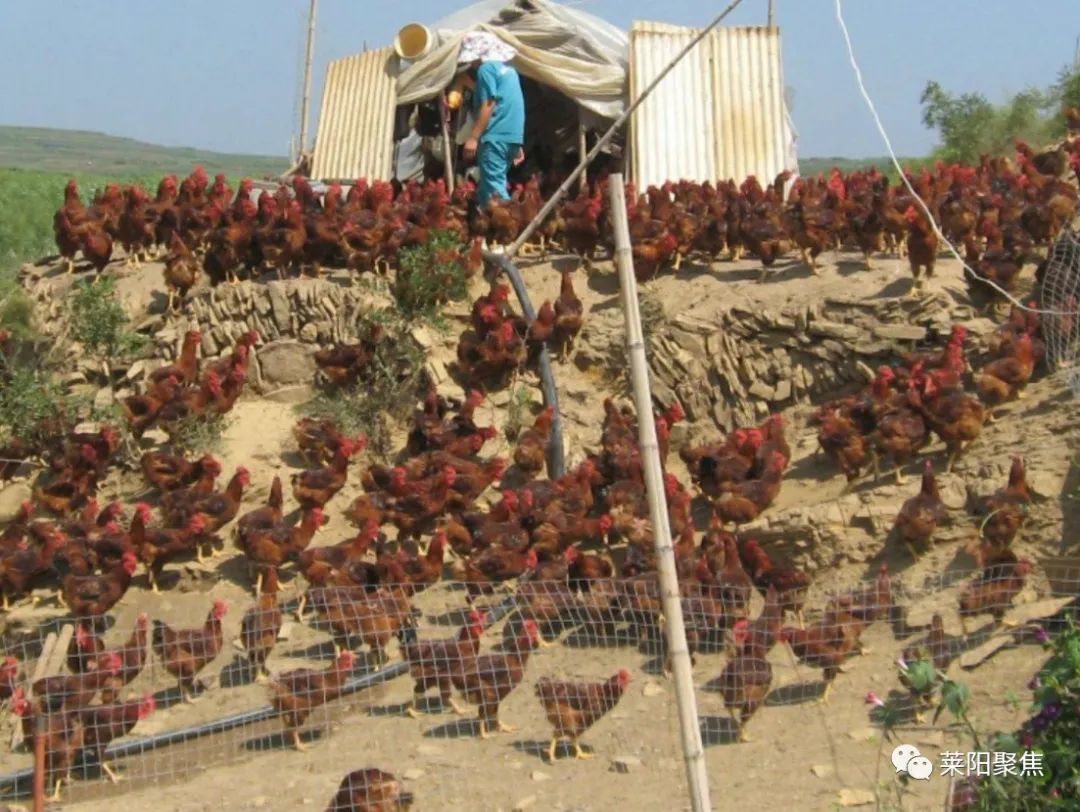 莱阳农村故事,莱阳市农村真实故事