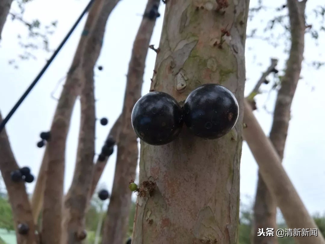 神奇!太平金门有种长在树干上的果子!