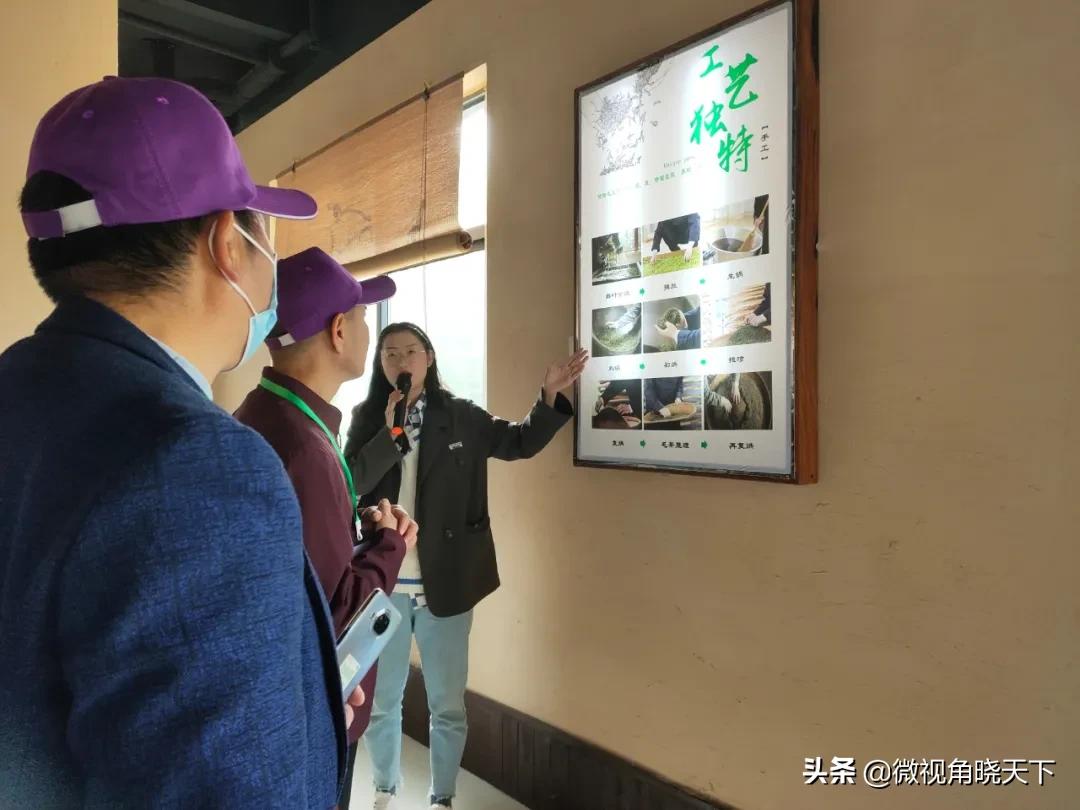 带你看看信阳的茶山美景,信阳浉河茶山直播