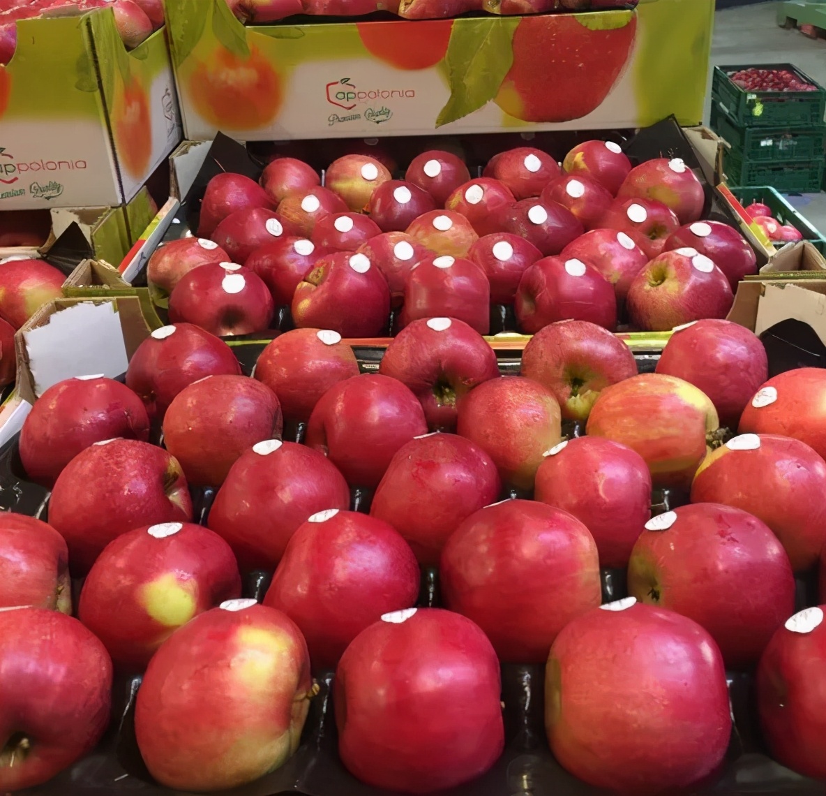 直击：把欧洲水果运进蒙古国超市的中欧班列