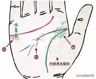 手诊图大全清晰图手背,全息手诊图