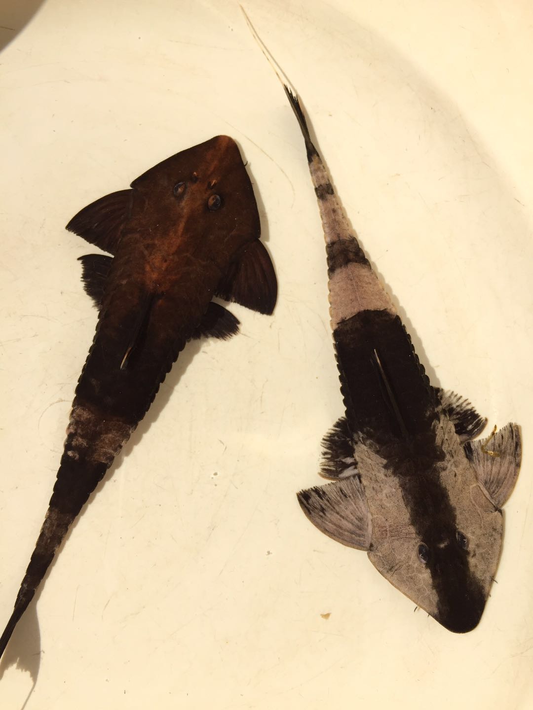 阴阳直升机全红,阴阳直升机图片