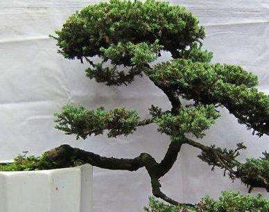 花友真幸运，捡到一棵“奇特”树桩，人称“珍珠地柏”，价值高