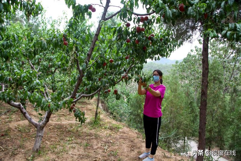 山西平定农业合作社,山西富利农业合作社