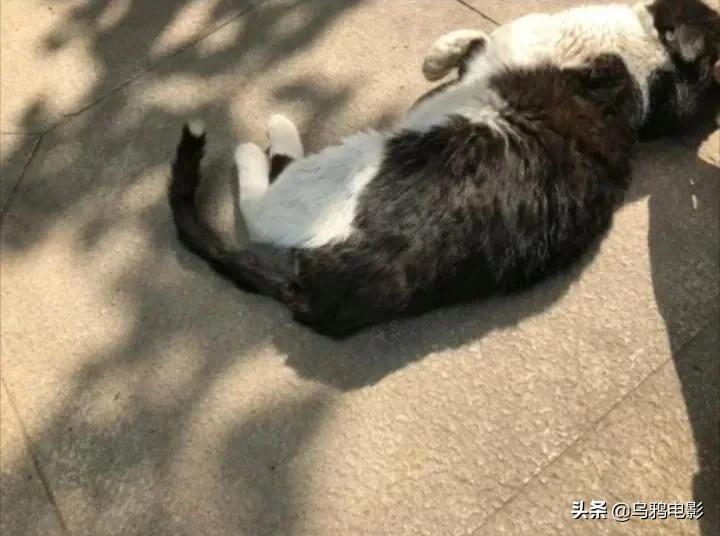 b站必看的综艺,b站能看的综艺推荐