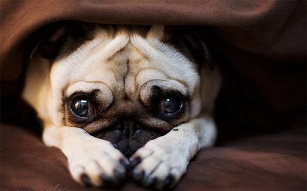 巴哥犬爱干净,巴哥犬的眼睛怎么保养