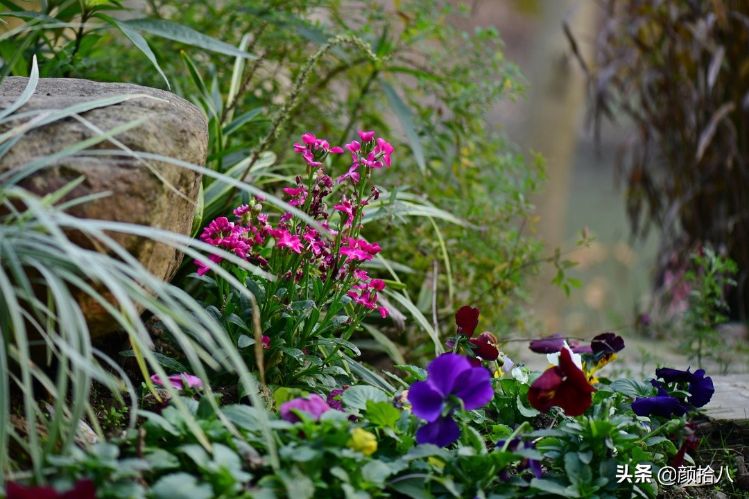零下9度来袭，花园里的绿色是那么动人|园丁