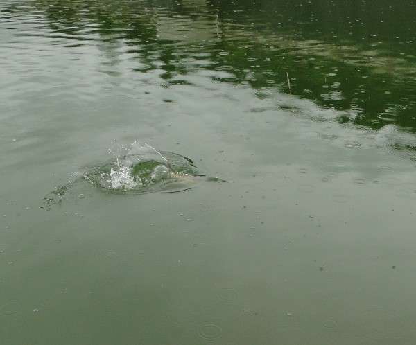 广东钓土鲮鱼用多大的子线和钩子,南宁用什么饵料钓土鲮