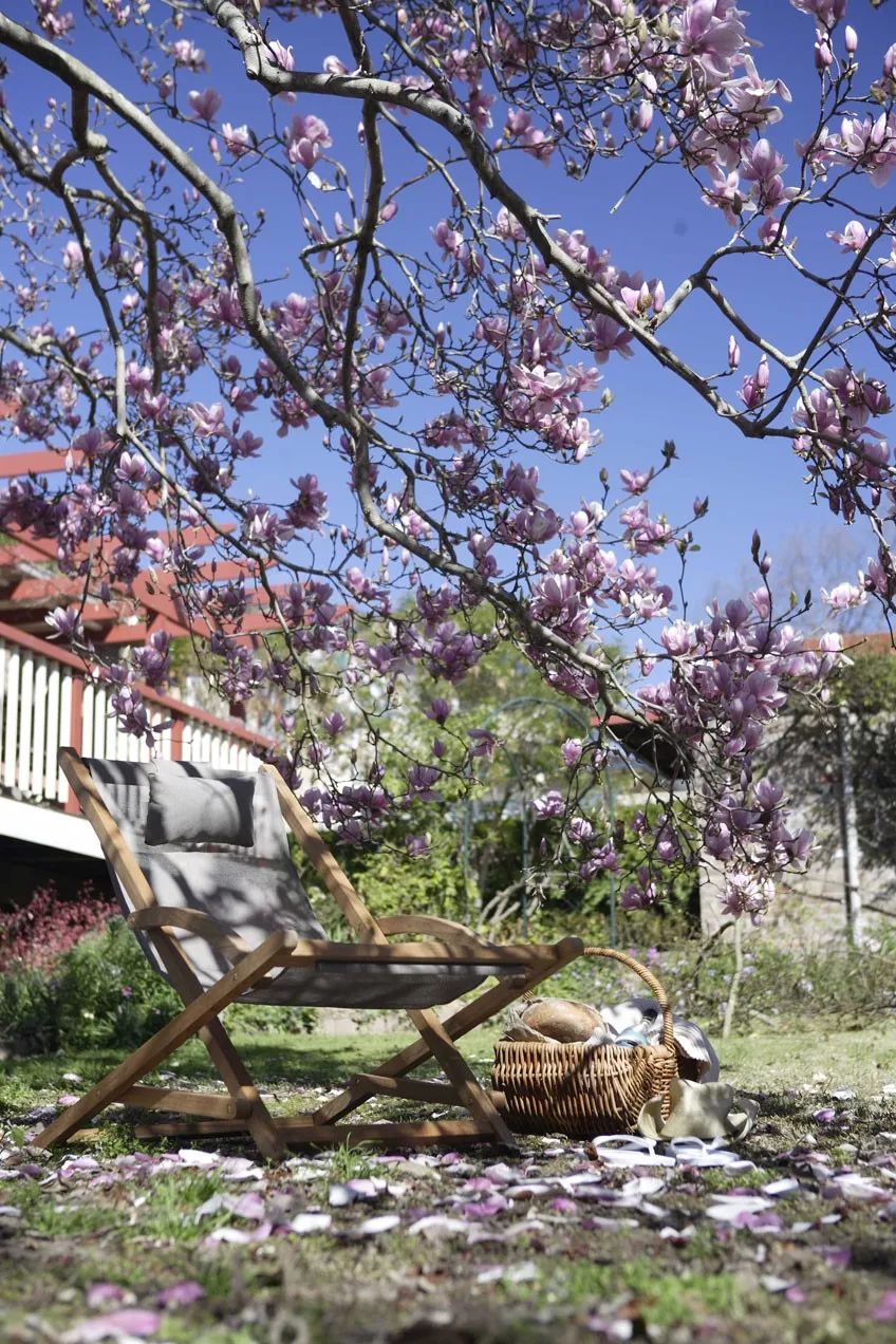 无花果树在庭院内种植有什么寓意,冷杉树长在庭院里风水上有说法吗