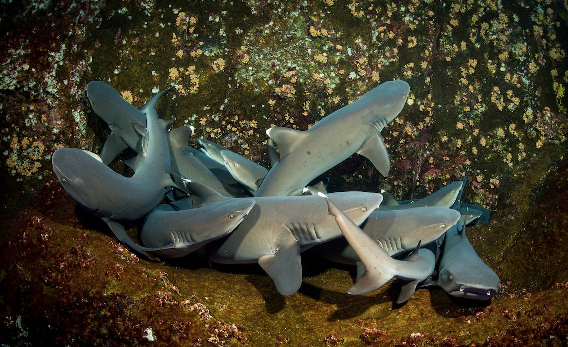 如果见过鲨鱼的家，你还会不会吃鱼翅？