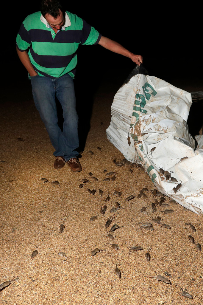 澳洲陷30年未遇鼠灾，一个女人睡觉痛醒，竟是老鼠在啃她的眼球