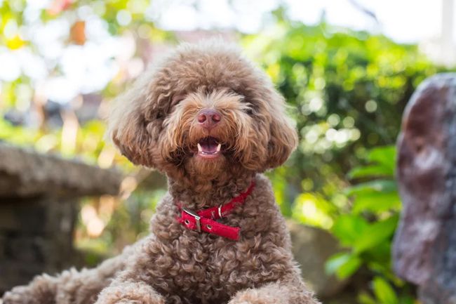 贵宾犬拉肚子,贵宾犬吃花生拉肚子