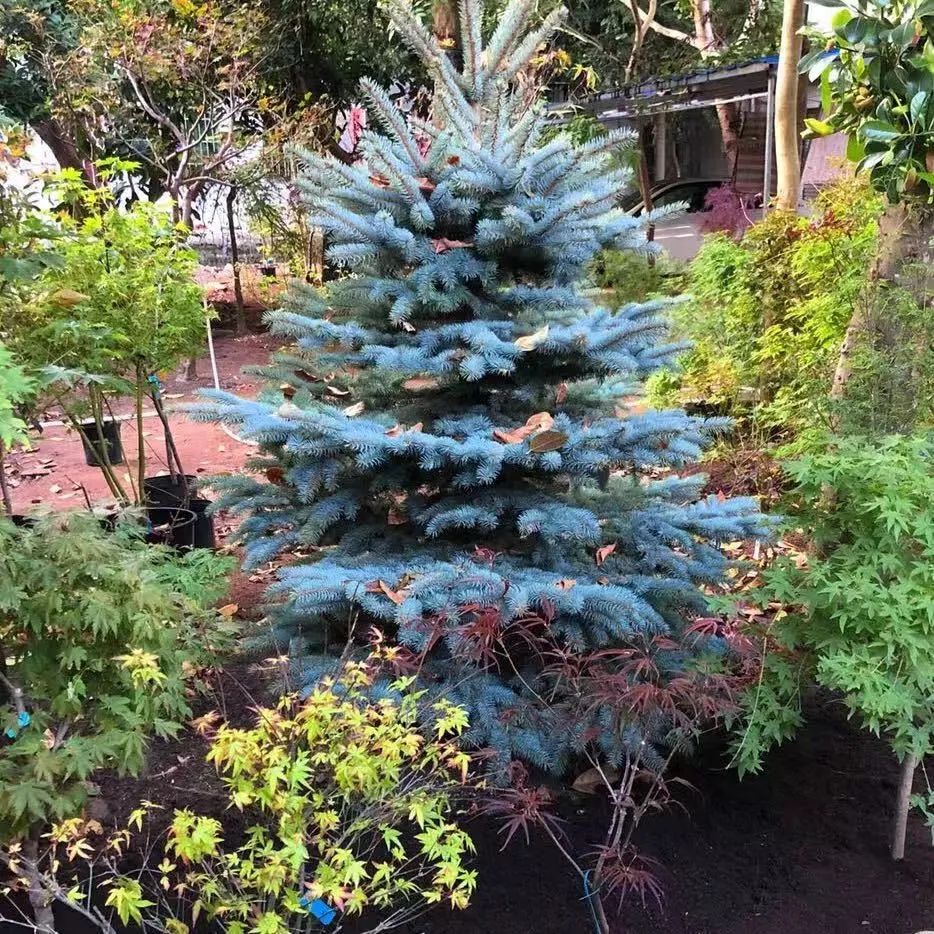 挪威云杉夏天怎么养,挪威云杉温和净肤