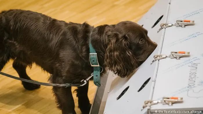 核酸检测太麻烦?10秒出结果的狗狗牌新冠探测器了解一下