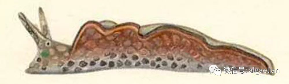 海蛞蝓和寄生虫,海蛞蝓和藻类的关系