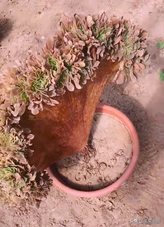 养法师的十大技巧,养法师怎么样施肥