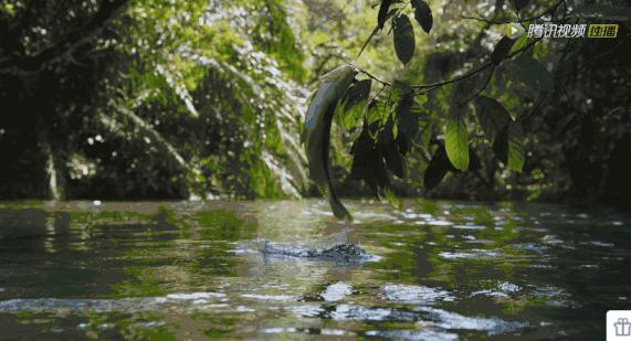 炸裂9.9,BBC再出神片,美得让人脸红