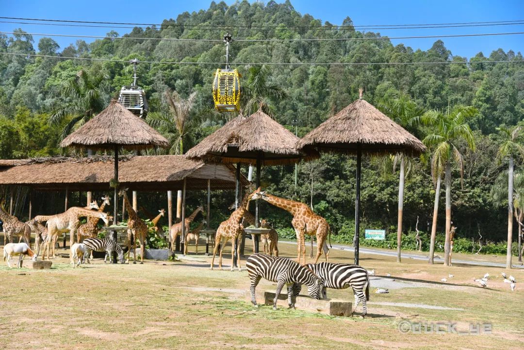 去广州长隆野生动物世界学到什么,5.1广州长隆野生动物攻略