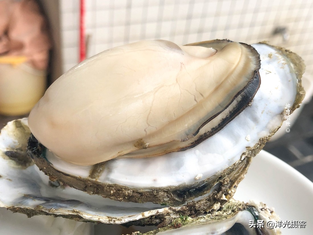 阳西县程村镇蚝排,阳西中国蚝乡在哪里