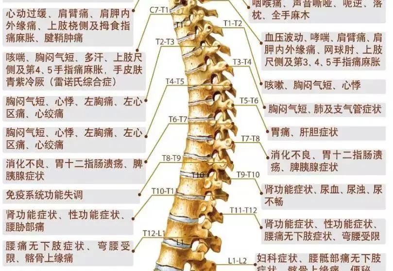 胸椎脊柱问题图解,不容忽视的肩周问题