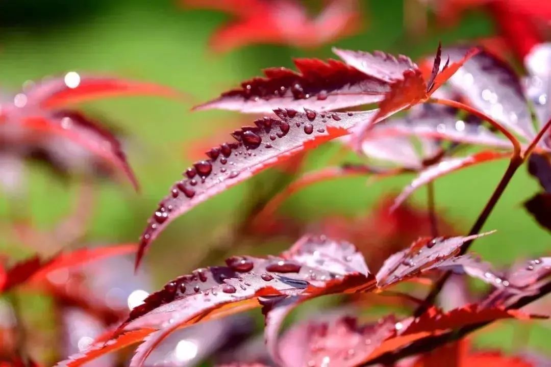 走,去太和!帽峰山下赏红叶、逛农庄、吃烧鸡、住民宿……